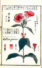 『草木花実写真図譜』の図